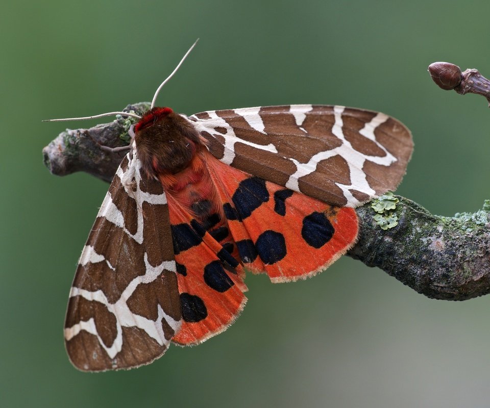 Обои ветка, макро, насекомое, бабочка, моль, медведица-кайя, branch, macro, insect, butterfly, mol, bear-kaya разрешение 3200x2134 Загрузить