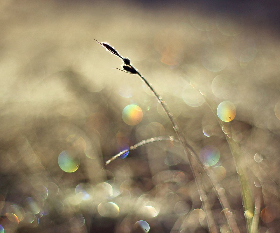 Обои свет, солнце, макро, блики, травинка, light, the sun, macro, glare, a blade of grass разрешение 1920x1080 Загрузить