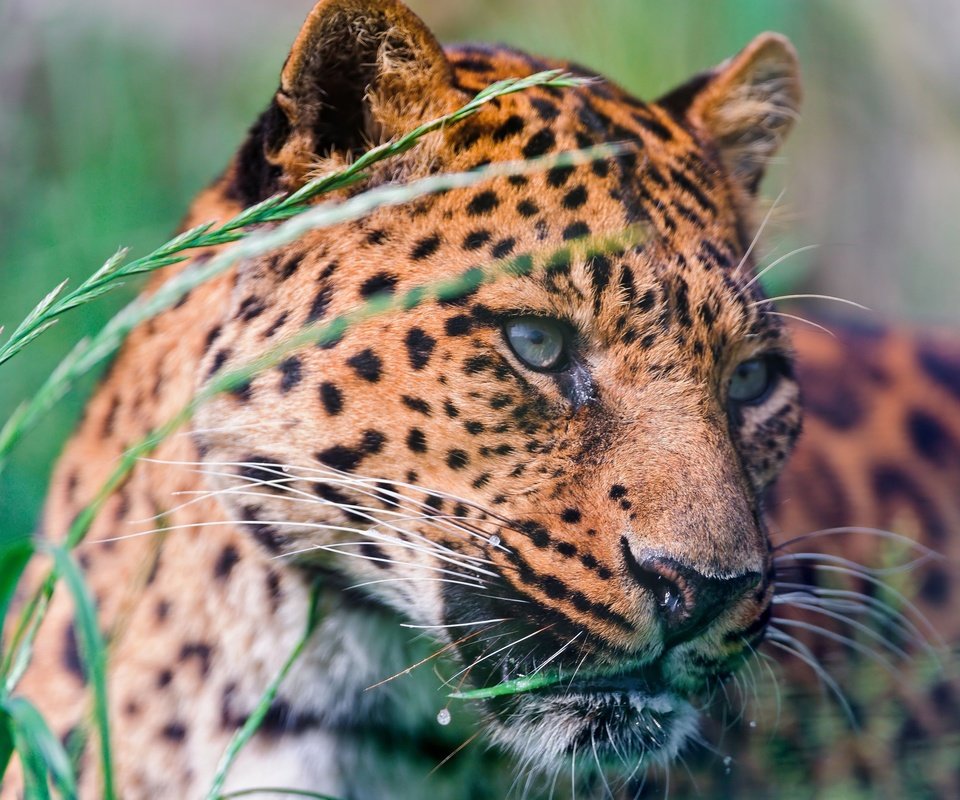 Обои морда, трава, природа, леопард, хищник, face, grass, nature, leopard, predator разрешение 3200x2129 Загрузить