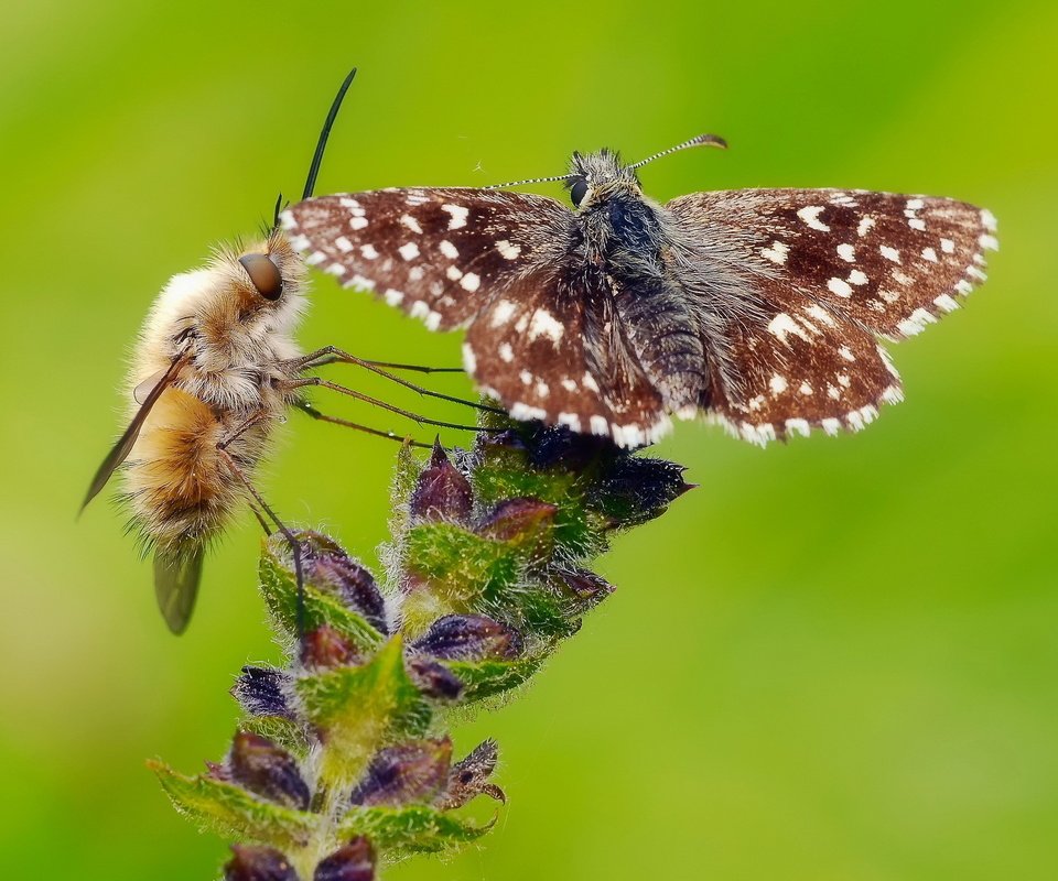 Обои цветок, бабочка, насекомые, растение, муха, flower, butterfly, insects, plant, fly разрешение 2048x1360 Загрузить