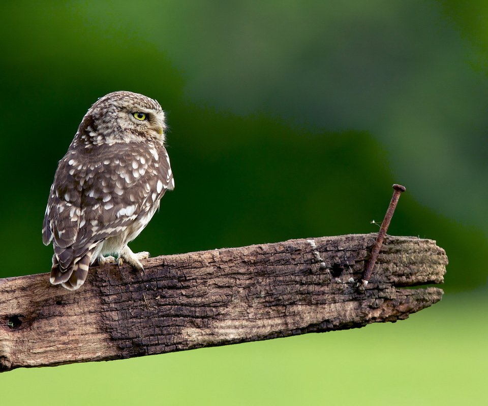 Обои сова, природа, доска, гвоздь, птица, перья, сыч, owl, nature, board, nail, bird, feathers разрешение 1920x1280 Загрузить