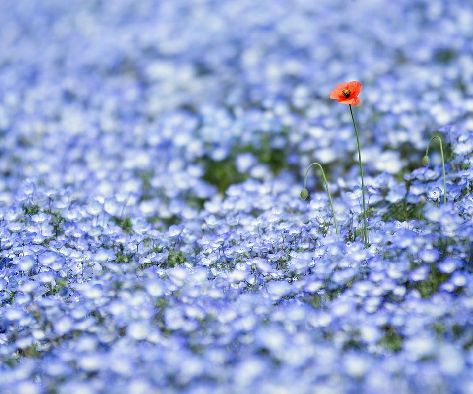 Обои цветы, природа, поле, луг, flowers, nature, field, meadow разрешение 1920x1080 Загрузить