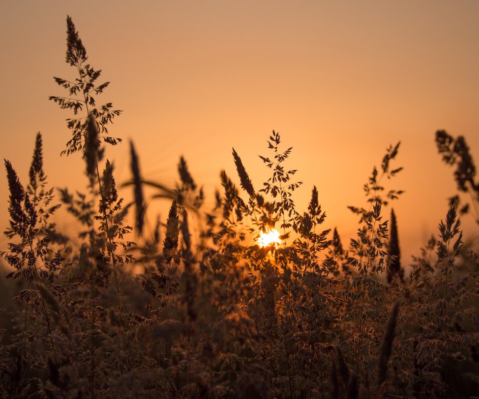 Обои закат, луг, травинки, sunset, meadow, grass разрешение 2048x1536 Загрузить