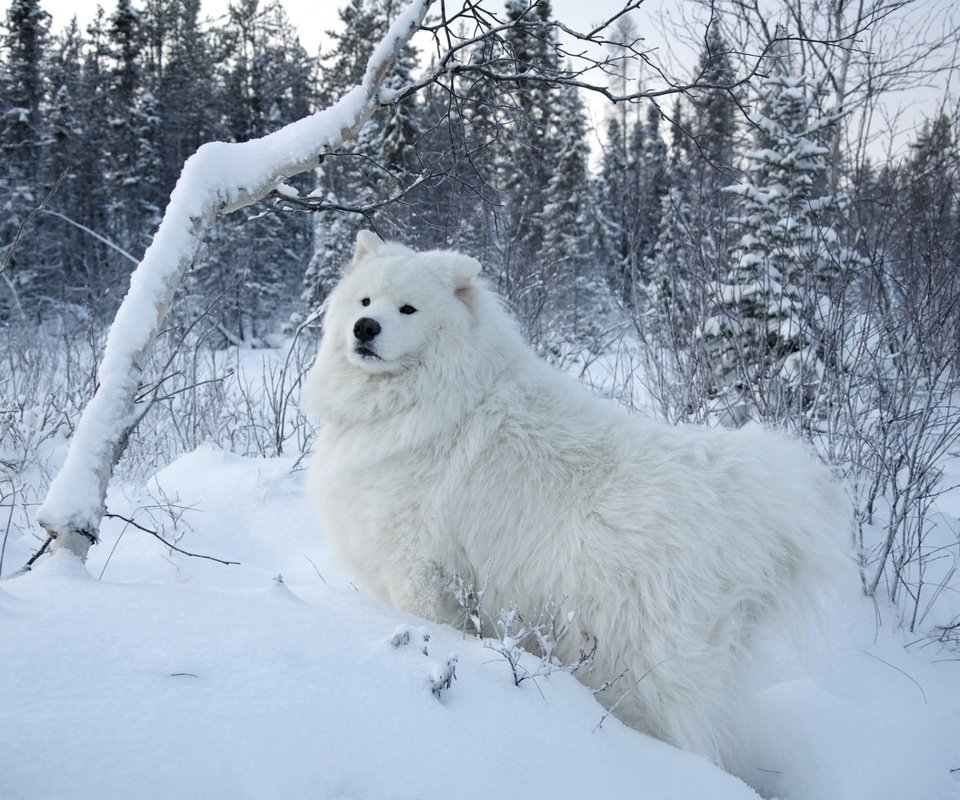 Обои снег, природа, собака, самоед, самоедская собака, snow, nature, dog, samoyed, the samoyed разрешение 1920x1200 Загрузить