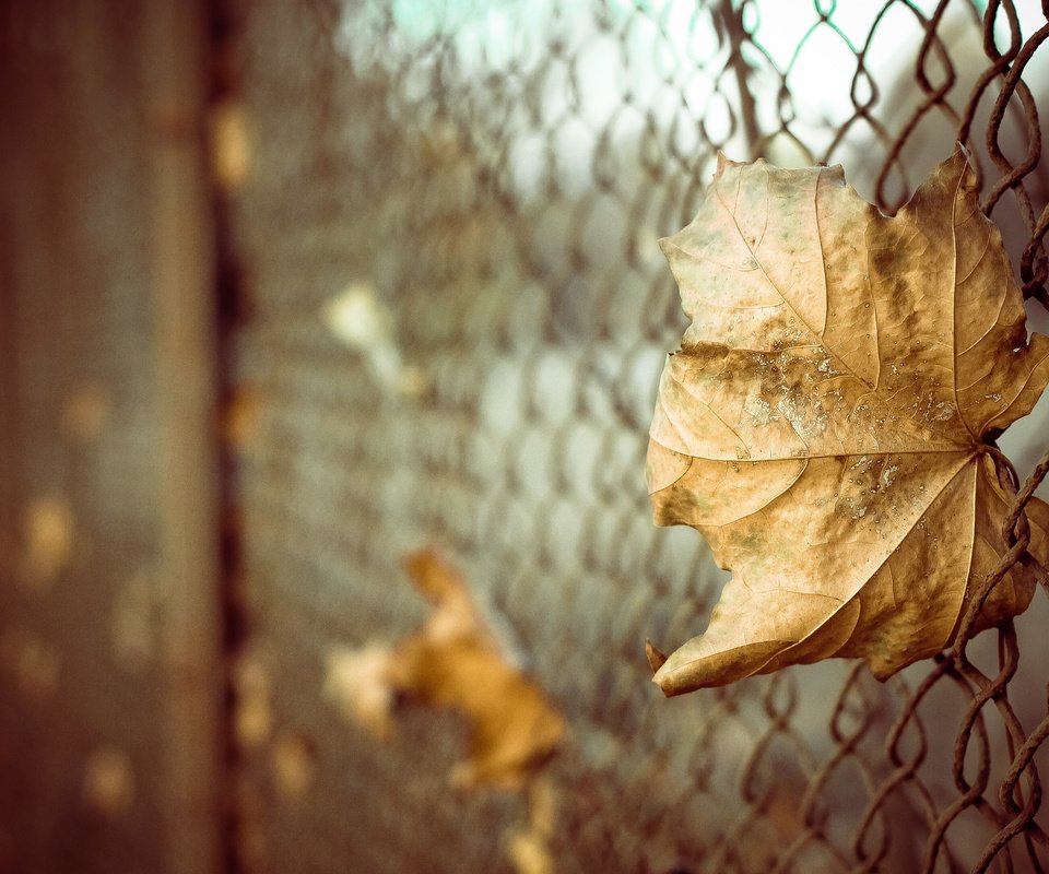 Обои листья, макро, осень, забор, лист, сетка, боке, leaves, macro, autumn, the fence, sheet, mesh, bokeh разрешение 4272x2848 Загрузить