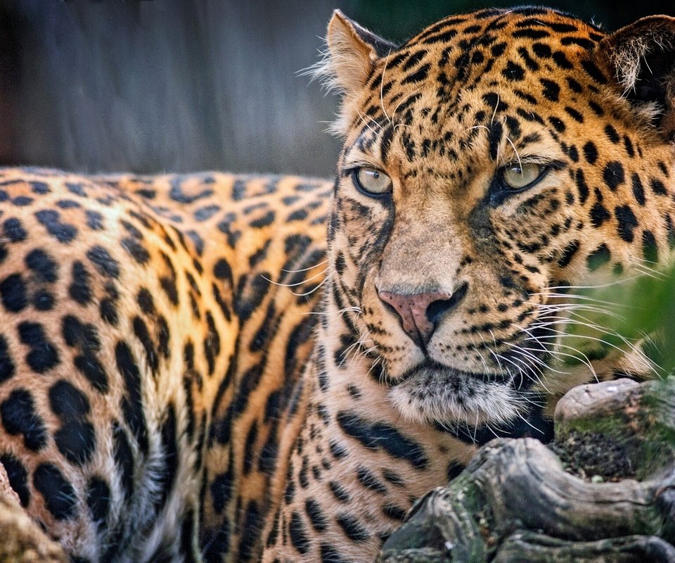 Обои взгляд, леопард, хищник, look, leopard, predator разрешение 2048x1280 Загрузить