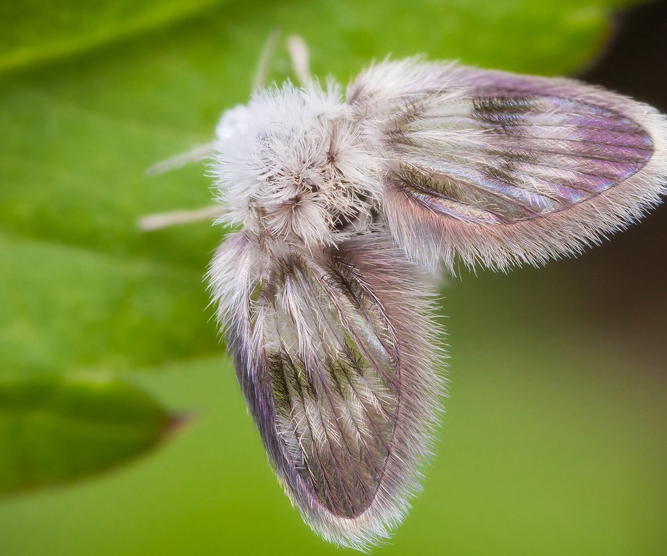 Обои бабочка, пушистый, лист, мотылек, моль, butterfly, fluffy, sheet, moth, mol разрешение 1920x1300 Загрузить