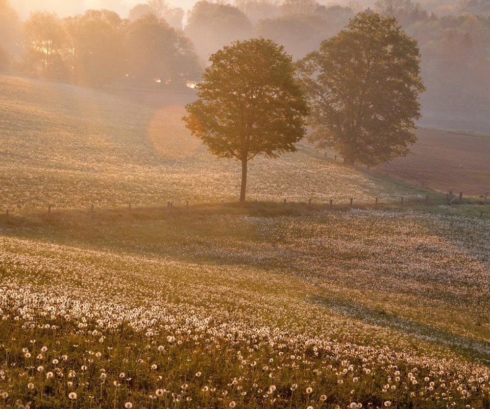 Обои закат, пейзаж, поле, одуванчики, sunset, landscape, field, dandelions разрешение 1920x1200 Загрузить