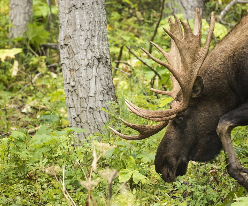 Обои лес, животные, рога, лось, forest, animals, horns, moose разрешение 1920x1200 Загрузить