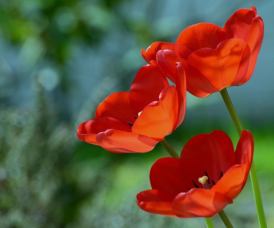 Обои цветы, макро, фон, красные, тюльпаны, flowers, macro, background, red, tulips разрешение 1920x1357 Загрузить