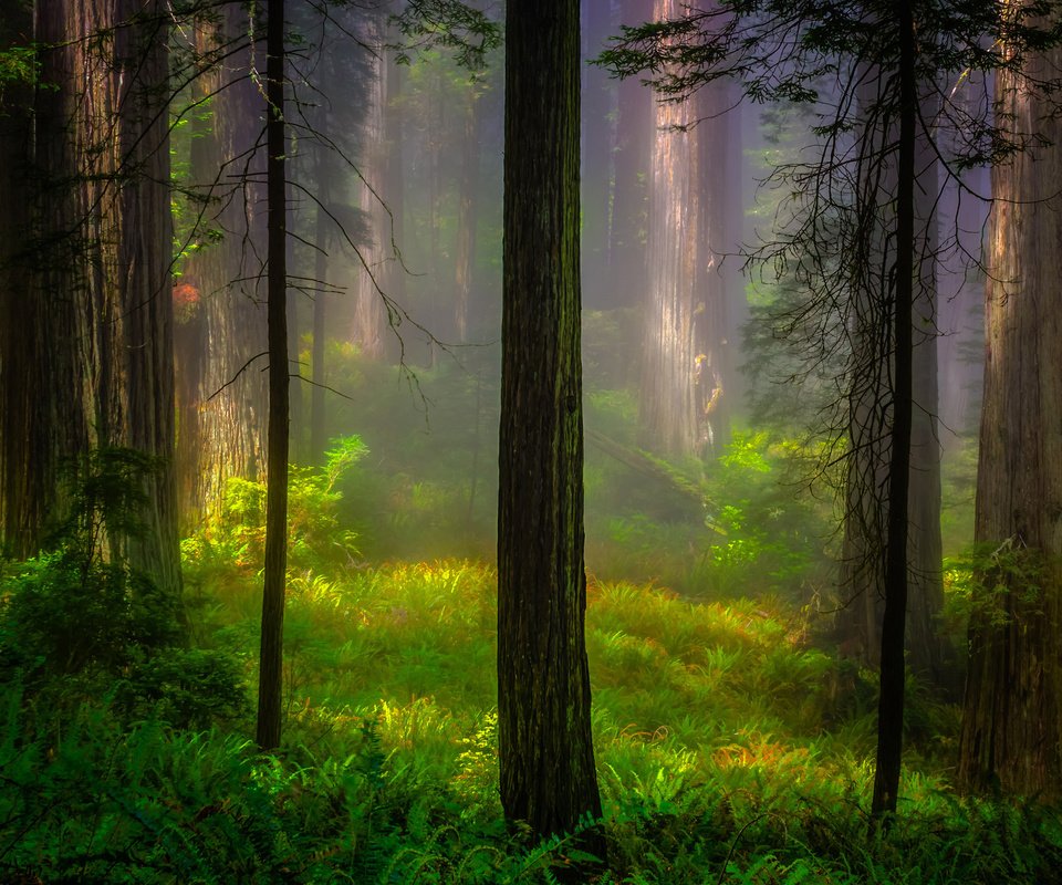 Обои лес, утро, калифорния, национальный парк, forest, morning, ca, national park разрешение 2048x1415 Загрузить