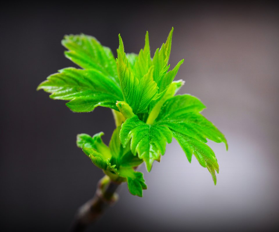 Обои ветка, листья, макро, зеленые, весна, branch, leaves, macro, green, spring разрешение 4928x3264 Загрузить