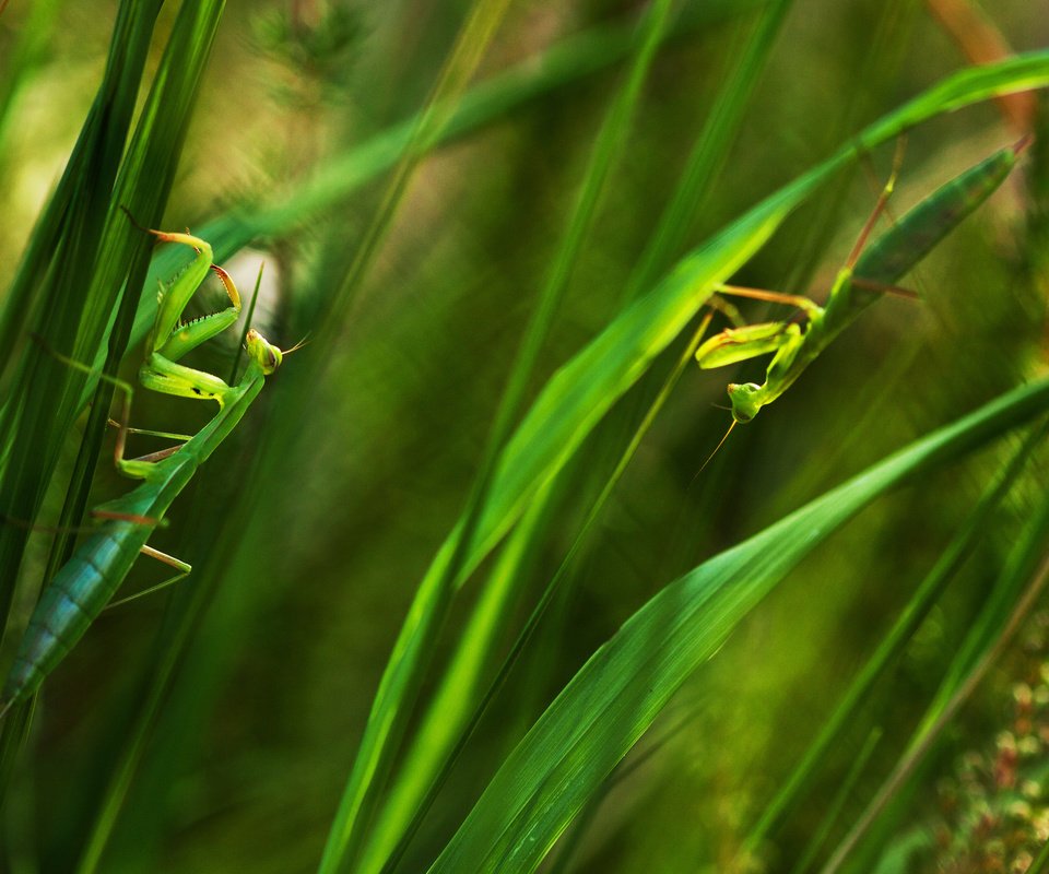 Обои трава, листья, насекомые, зеленые, богомол, богомолы, grass, leaves, insects, green, mantis, praying mantises разрешение 2048x1409 Загрузить