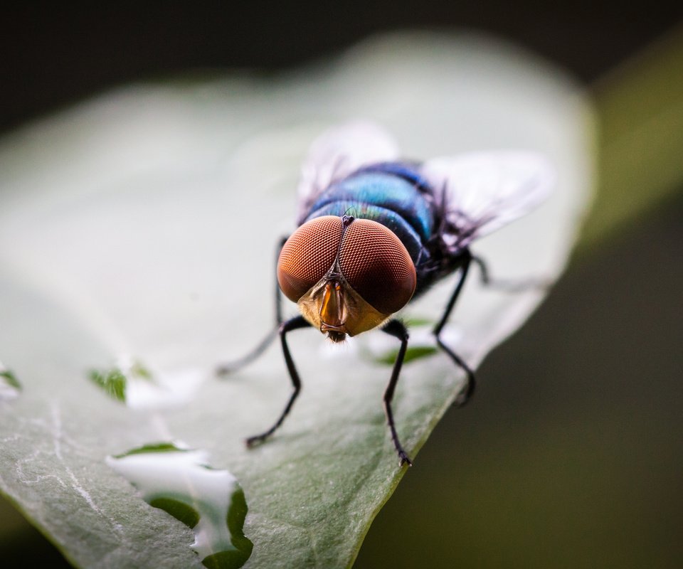 Обои капли, лист, насекомые, муха, drops, sheet, insects, fly разрешение 2048x1365 Загрузить