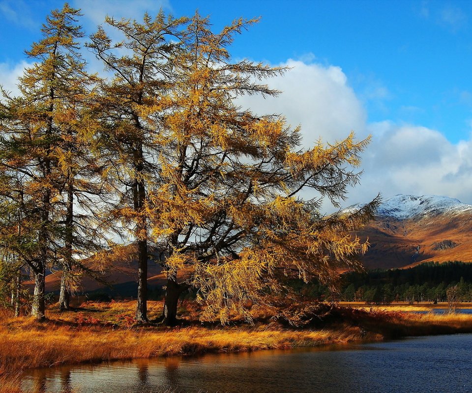 Обои деревья, озеро, пейзаж, осень, trees, lake, landscape, autumn разрешение 1920x1200 Загрузить