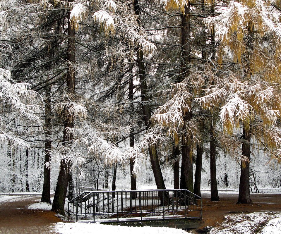 Обои деревья, снег, природа, зима, парк, мост, trees, snow, nature, winter, park, bridge разрешение 1920x1200 Загрузить