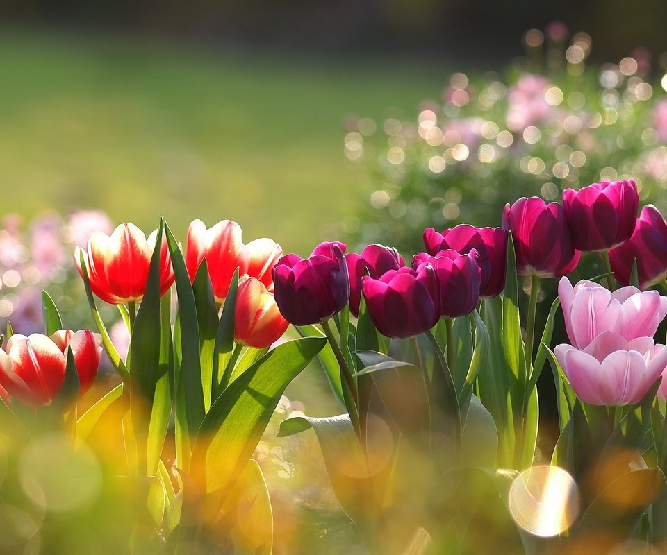 Обои цветы, тюльпаны, разные, flowers, tulips, different разрешение 2048x1460 Загрузить