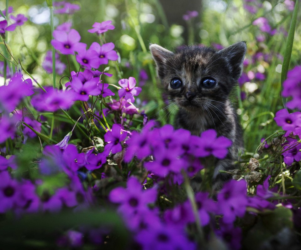 Обои цветы, мордочка, взгляд, котенок, flowers, muzzle, look, kitty разрешение 2048x1365 Загрузить