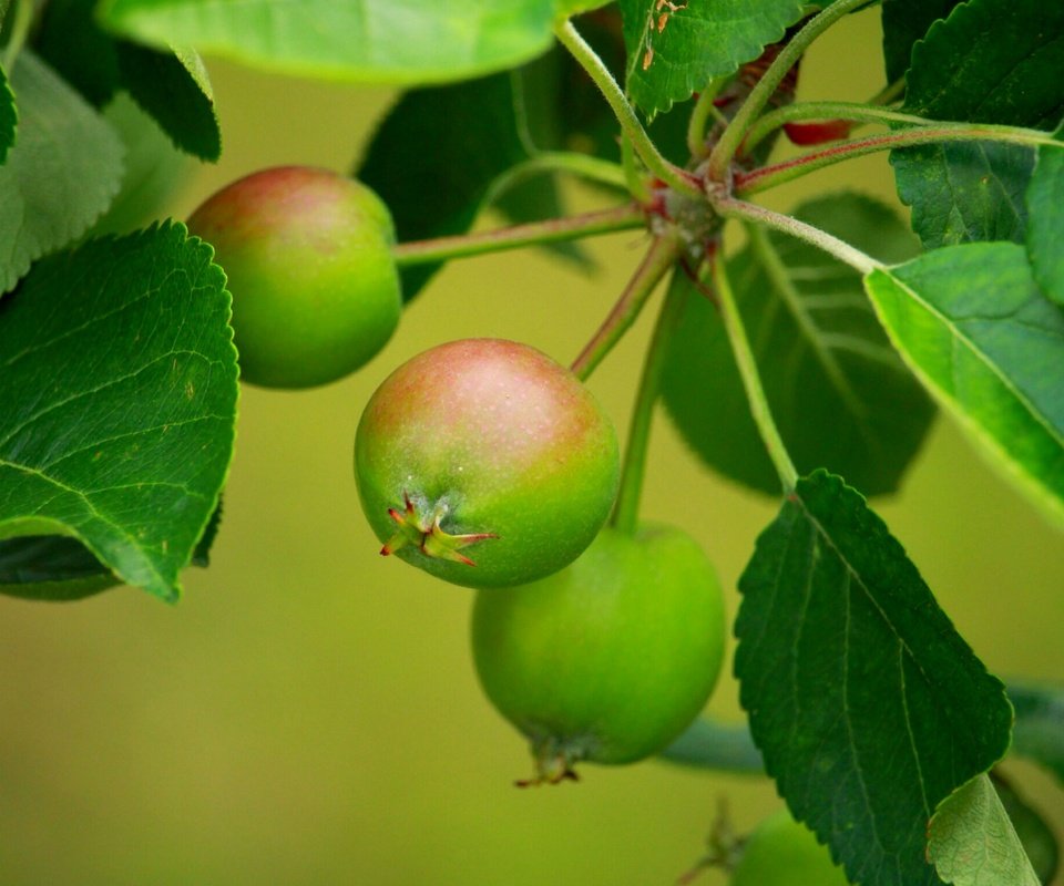 Обои листья, ветки, яблоки, размытость, листья.ветки, leaves, branches, apples, blur, leaves.branches разрешение 2304x1536 Загрузить