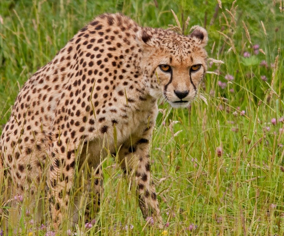 Обои трава, хищник, гепард, дикая кошка, grass, predator, cheetah, wild cat разрешение 2048x1365 Загрузить