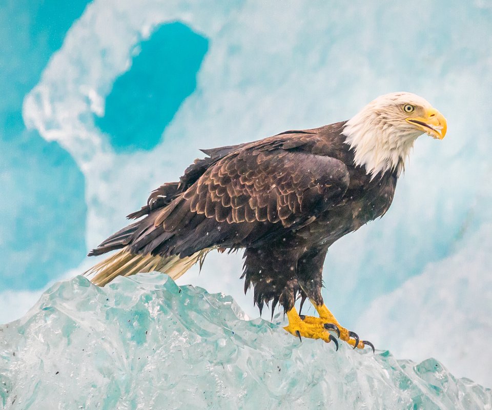 Обои лёд, орел, птица, белоголовый орлан, ice, eagle, bird, bald eagle разрешение 4096x2160 Загрузить