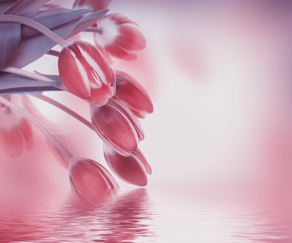 Обои цветы, отражение, тюльпаны, flowers, reflection, tulips разрешение 4712x3767 Загрузить