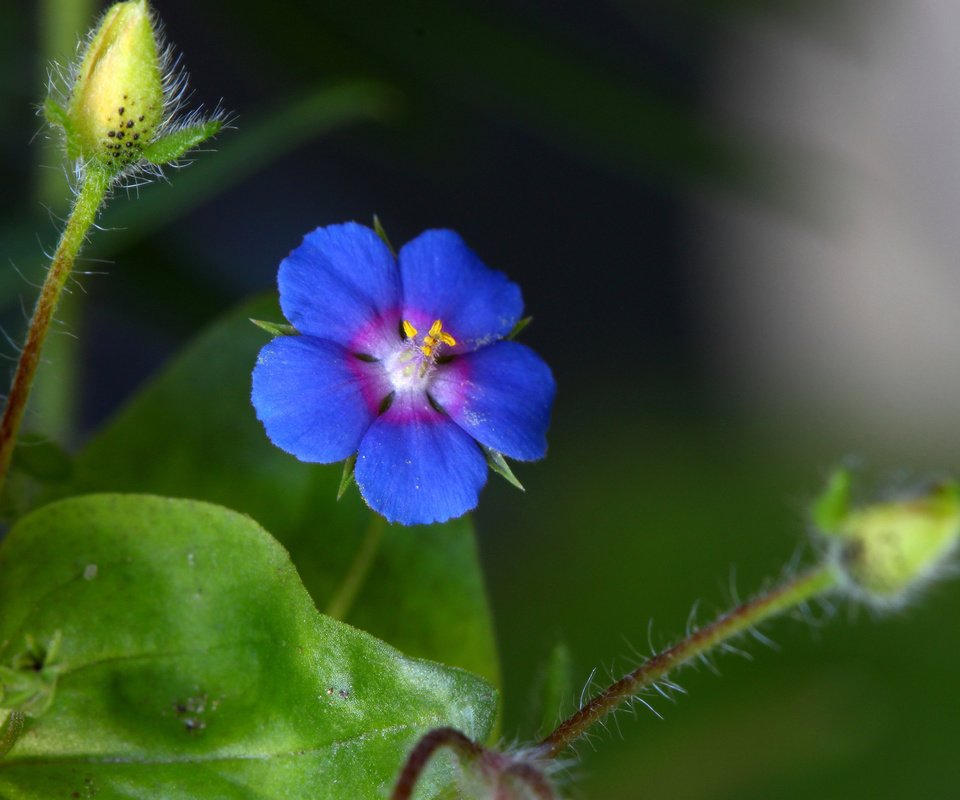 Обои синий, цветок, стебель, blue, flower, stem разрешение 2048x1365 Загрузить