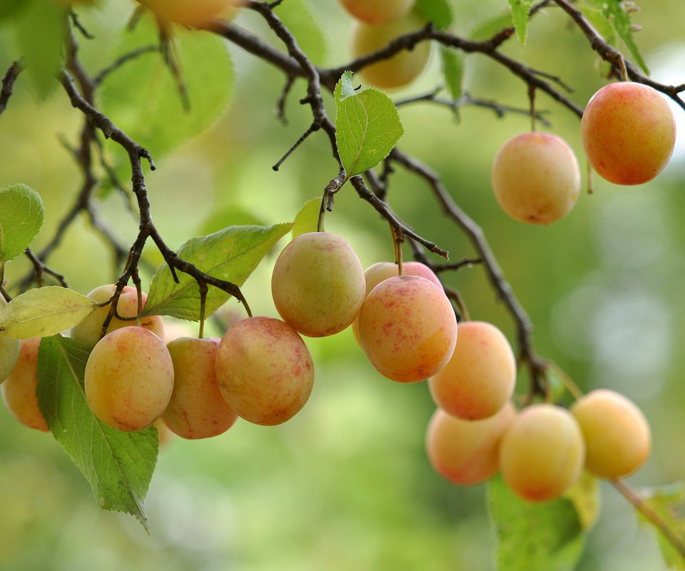 Обои дерево, листья, ветки, плоды, tree, leaves, branches, fruit разрешение 2048x1360 Загрузить