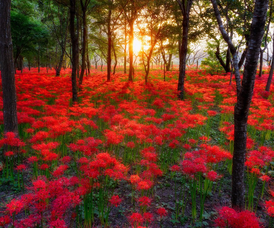 Обои небо, цветы, деревья, солнце, лес, пейзаж, the sky, flowers, trees, the sun, forest, landscape разрешение 2048x1367 Загрузить