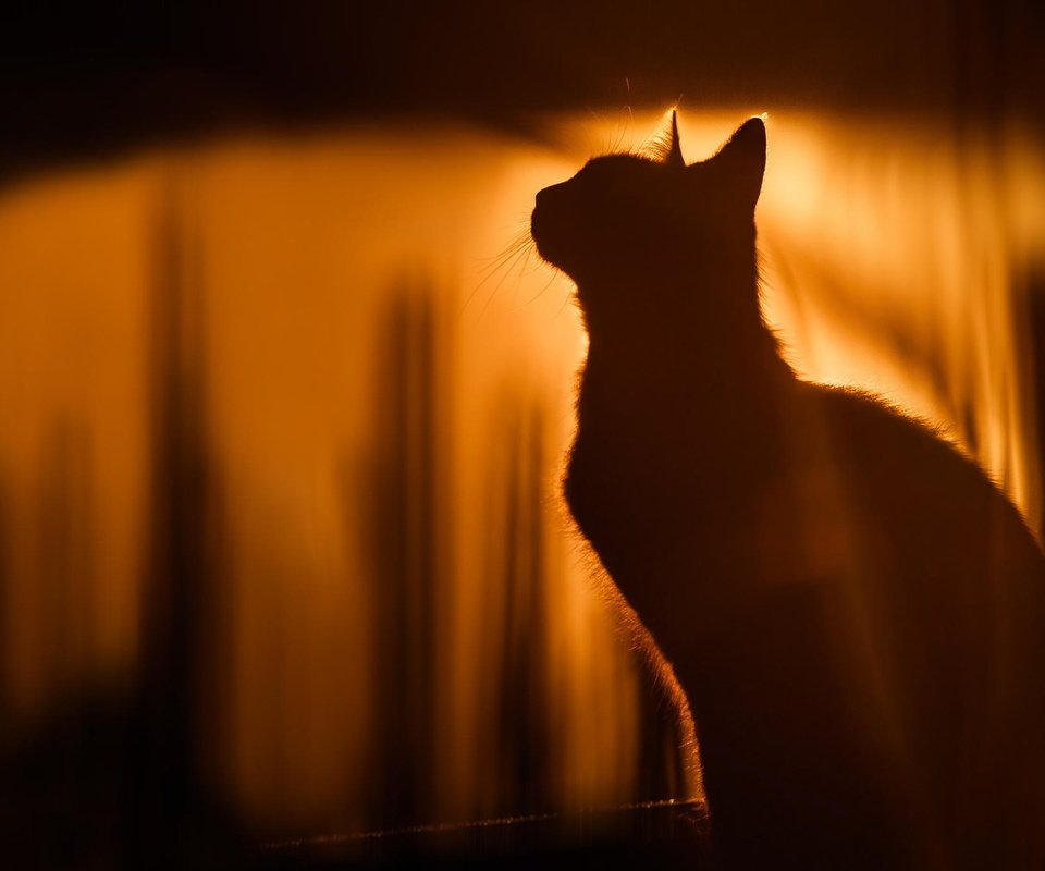 Обои кот, кошка, силуэт, солнечный свет, cat, silhouette, sunlight разрешение 2048x1365 Загрузить