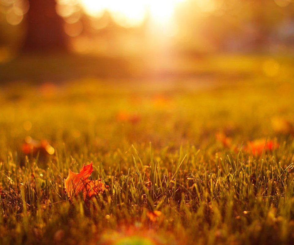 Обои трава, природа, листья, осень, grass, nature, leaves, autumn разрешение 1920x1280 Загрузить