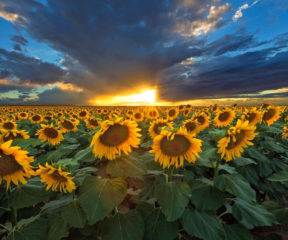 Обои небо, природа, закат, тучи, подсолнухи, the sky, nature, sunset, clouds, sunflowers разрешение 2048x1366 Загрузить