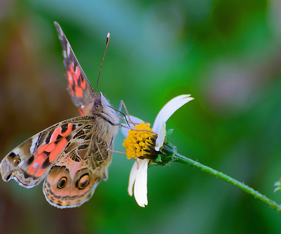 Обои цветок, бабочка, насекомые, flower, butterfly, insects разрешение 1920x1226 Загрузить