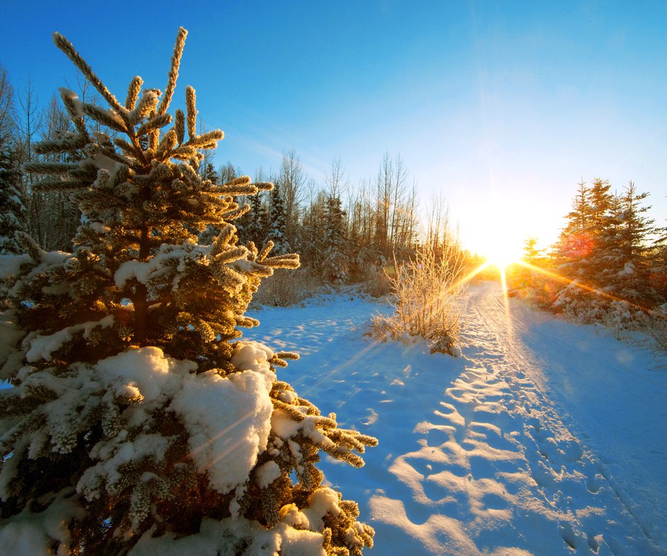 Обои деревья, закат, зима, пейзаж, trees, sunset, winter, landscape разрешение 5184x3456 Загрузить