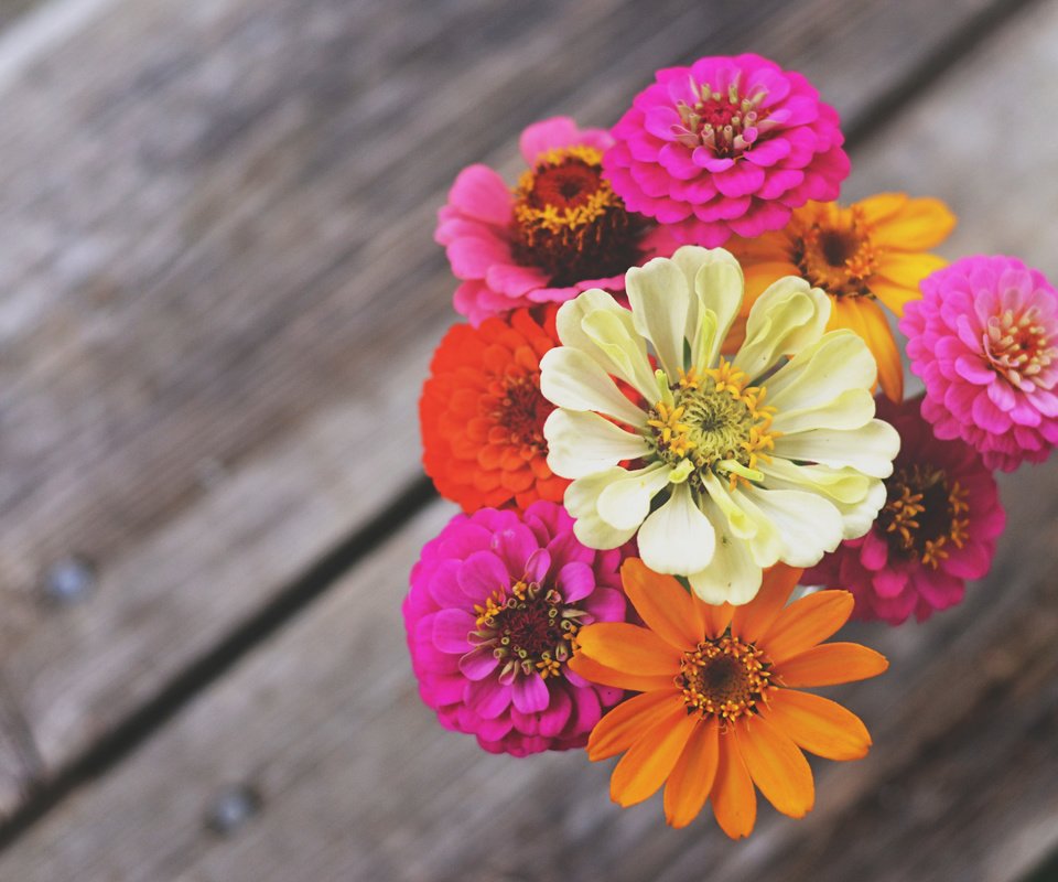 Обои цветы, макро, лепестки, букет, циния, цинии, flowers, macro, petals, bouquet, tsiniya, zinnia разрешение 4928x3264 Загрузить