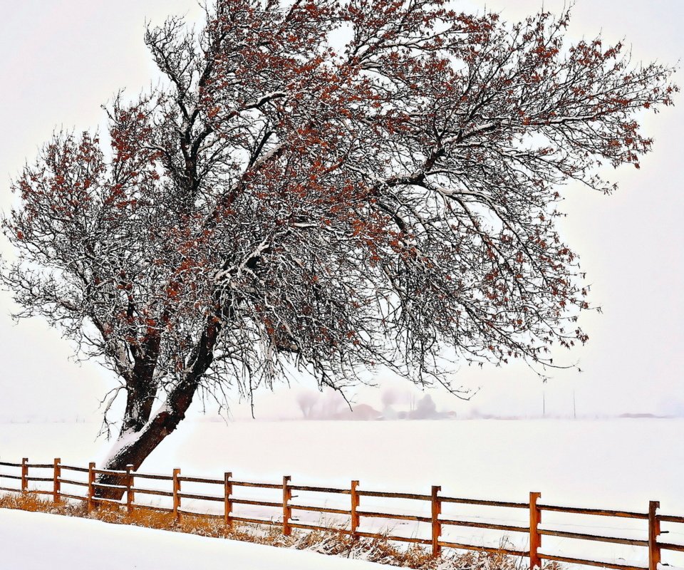 Обои снег, природа, дерево, зима, забор, snow, nature, tree, winter, the fence разрешение 1920x1200 Загрузить