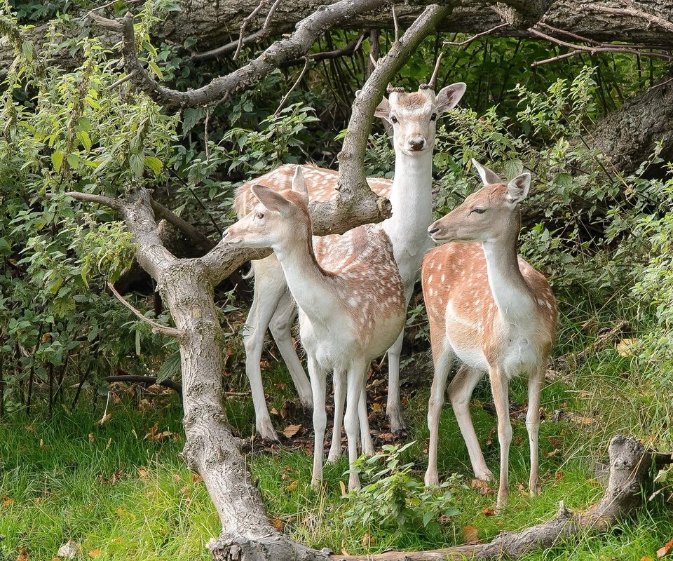 Обои природа, лес, олени, nature, forest, deer разрешение 2048x1442 Загрузить