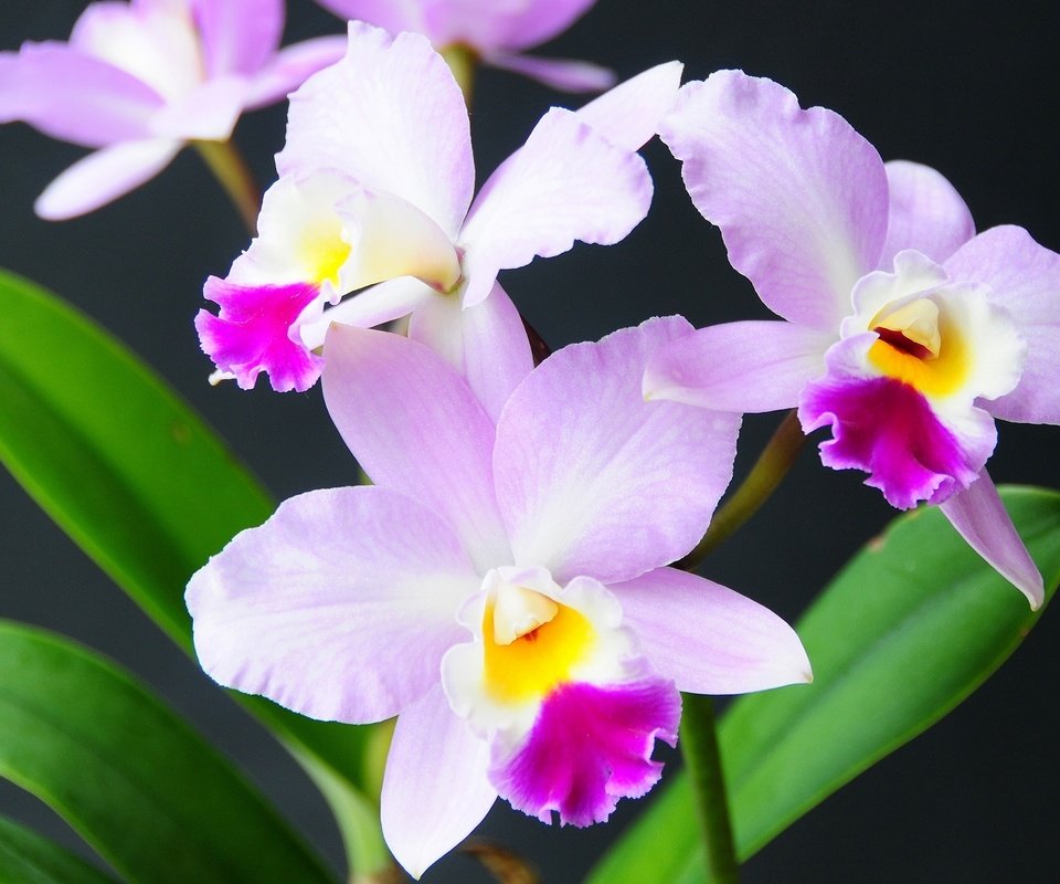 Обои цветы, экзотика, орхидея, flowers, exotic, orchid разрешение 2048x1313 Загрузить