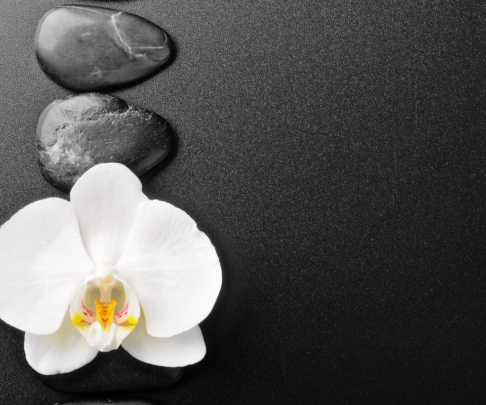 Обои камни, фон, цветок, орхидея, stones, background, flower, orchid разрешение 3000x1927 Загрузить