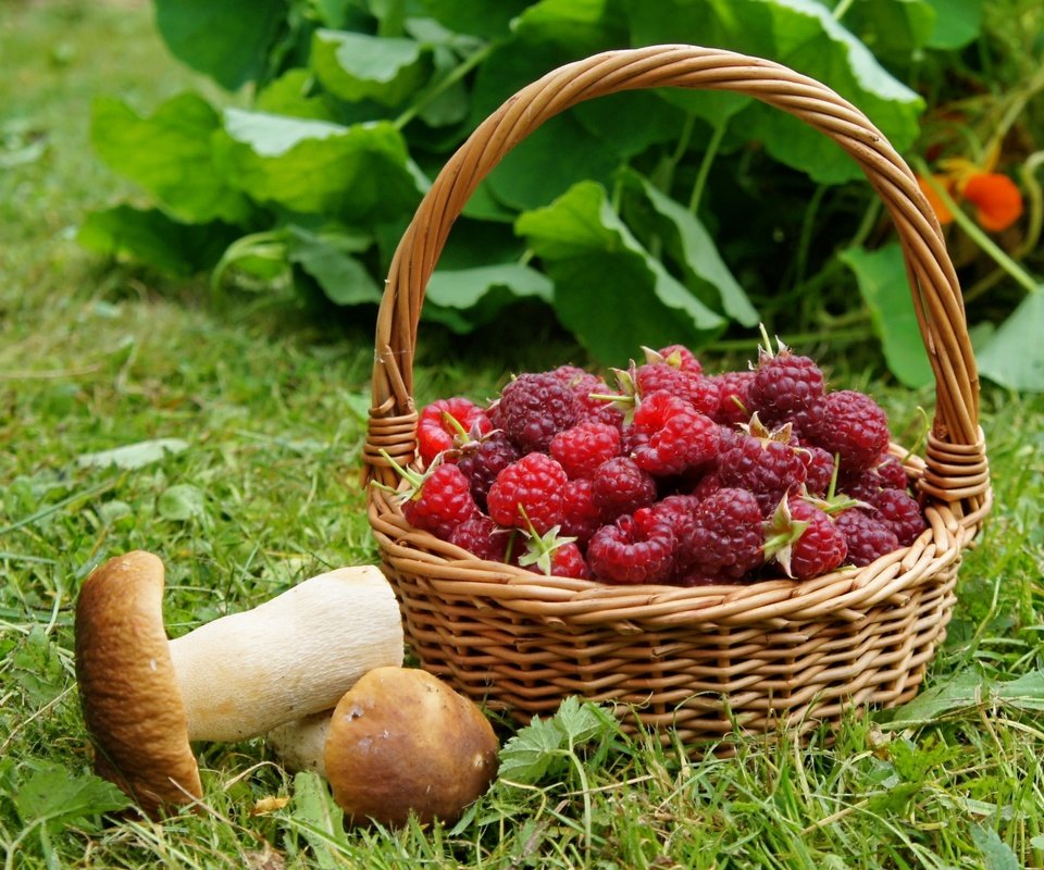 Обои трава, малина, грибы, корзинка, grass, raspberry, mushrooms, basket разрешение 2400x1590 Загрузить