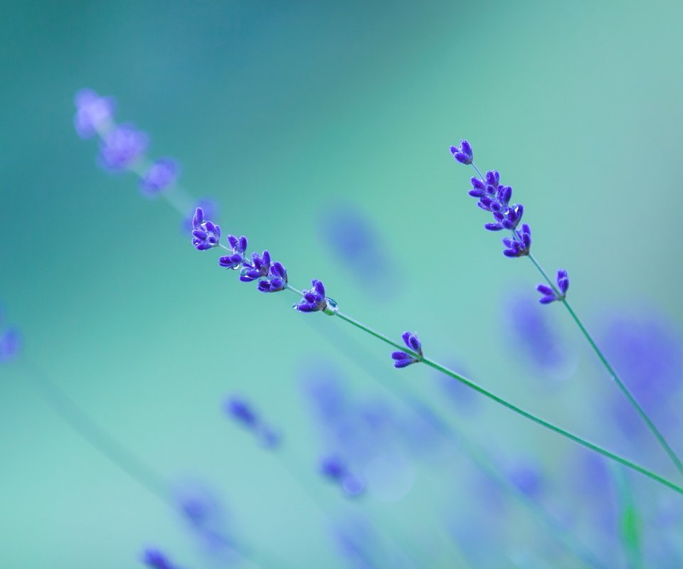Обои фон, капли, цветы.лаванда, background, drops, flowers.lavender разрешение 3000x2000 Загрузить