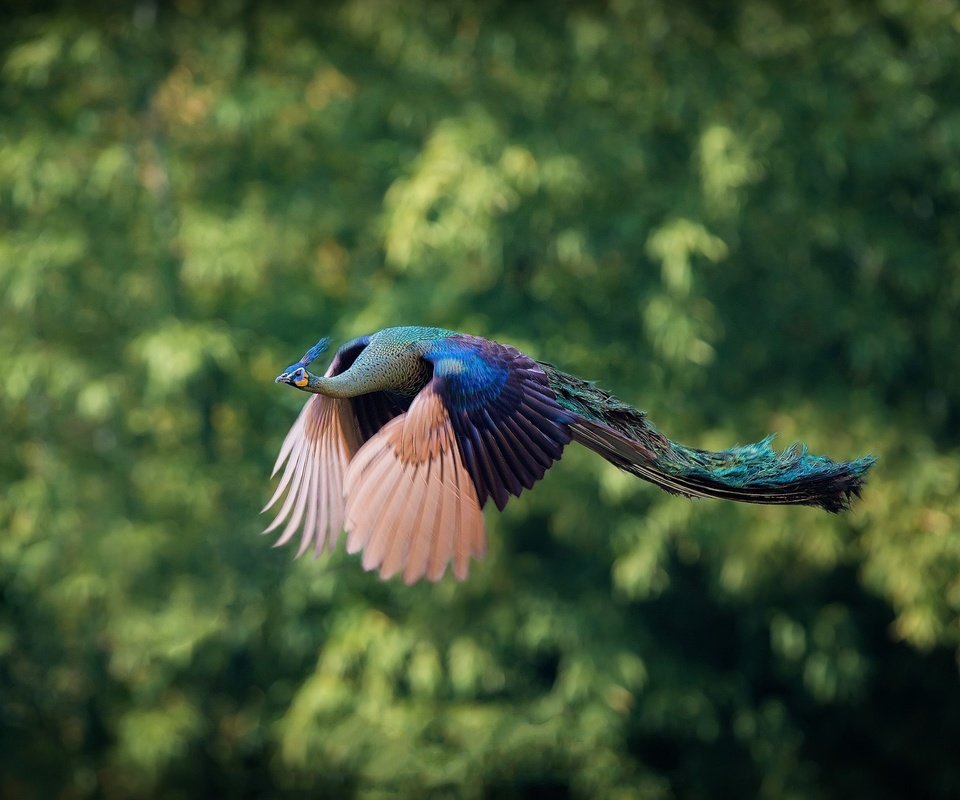 Обои природа, фон, полет, птицы, павлин, nature, background, flight, birds, peacock разрешение 2000x1319 Загрузить