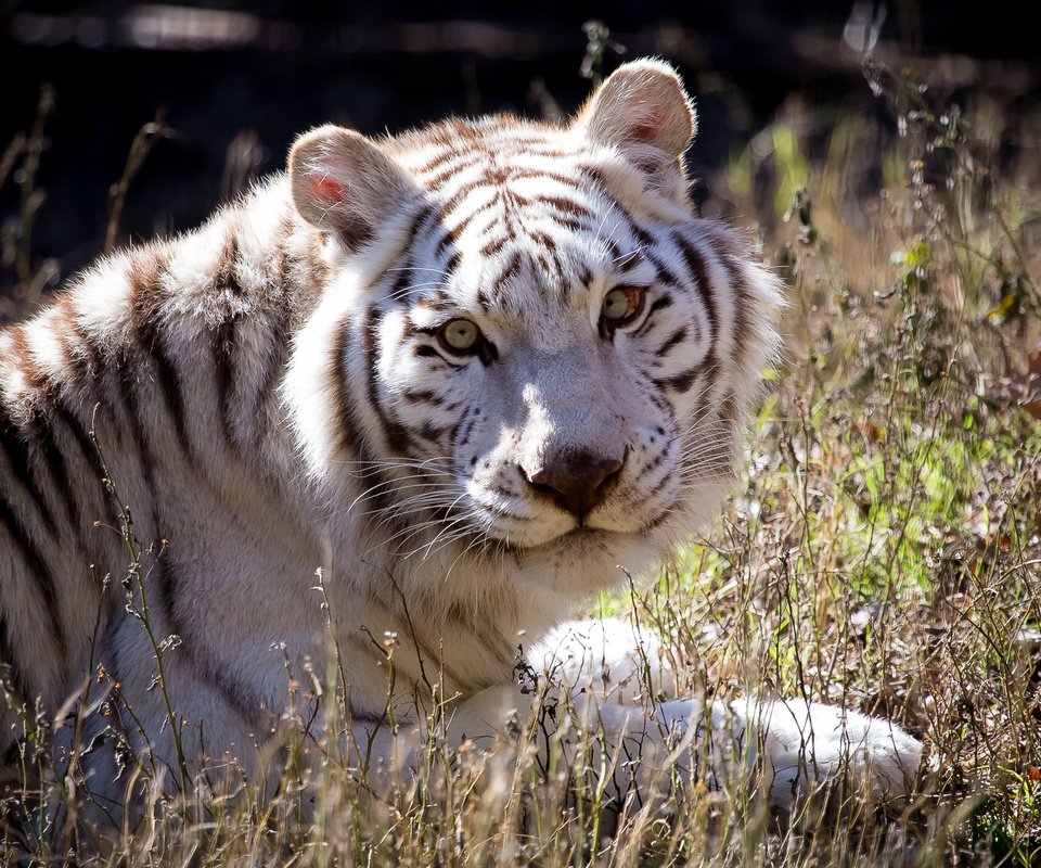 Обои тигр, взгляд, белый, хищник, tiger, look, white, predator разрешение 2500x1667 Загрузить