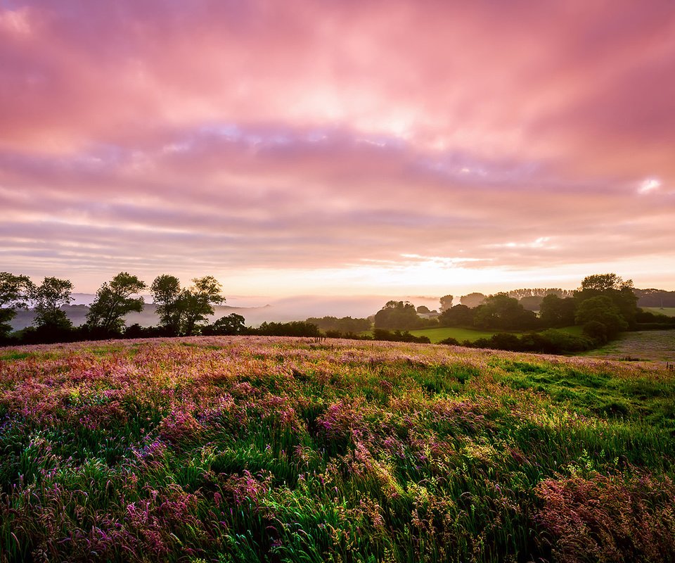 Обои цветы, пейзаж, поле, луг, англия, flowers, landscape, field, meadow, england разрешение 1920x1200 Загрузить