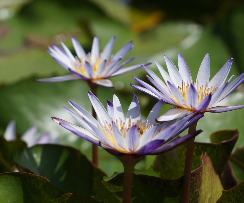 Обои цветы, вода, листья, кувшинки, водяные лилии, flowers, water, leaves, water lilies разрешение 2048x1361 Загрузить