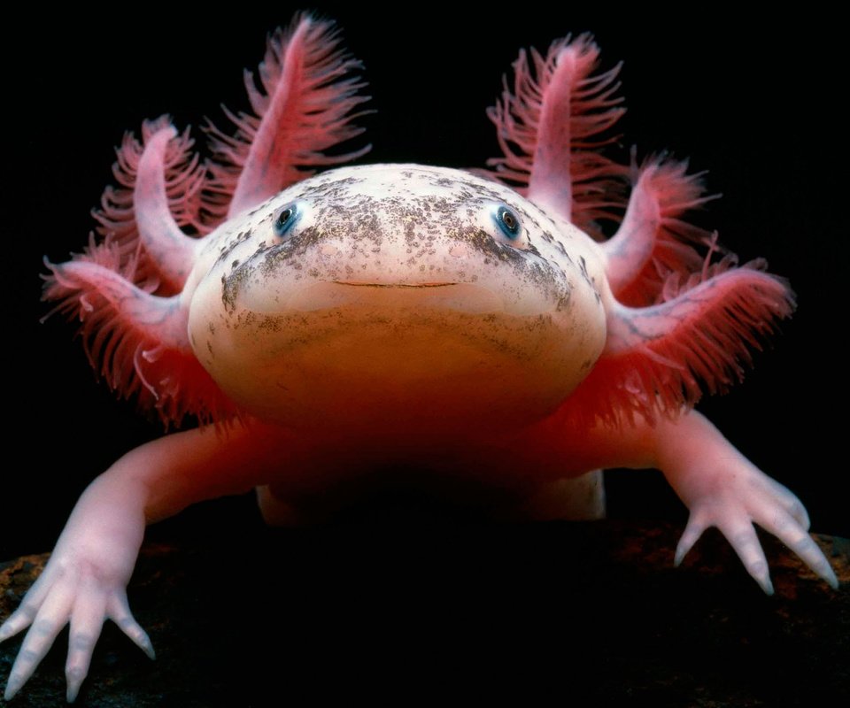 Обои саламандра, мексиканская, аксолотль, амфибия, salamander, mexican, the axolotl, amphibian разрешение 3086x1893 Загрузить