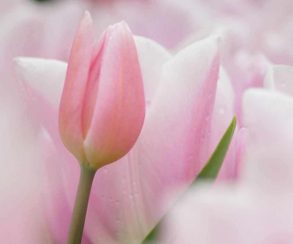 Обои цветы, фокус камеры, тюльпаны, розовые, нежные, flowers, the focus of the camera, tulips, pink, gentle разрешение 2560x1600 Загрузить