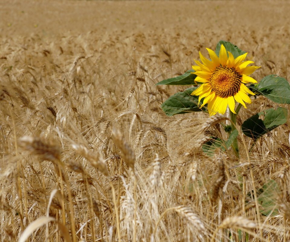 Обои поле, подсолнух, пшеница, field, sunflower, wheat разрешение 2560x1713 Загрузить
