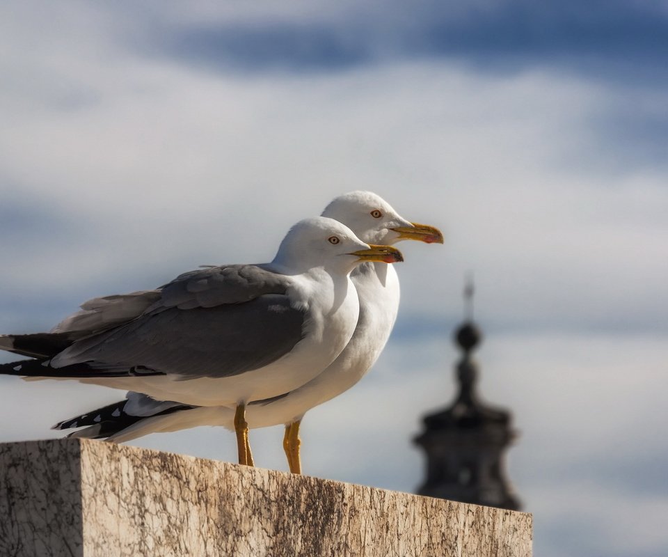 Обои чайка, птицы, клюв, перья, чайки, seagull, birds, beak, feathers, seagulls разрешение 1920x1280 Загрузить