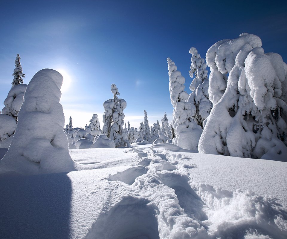 Обои деревья, снег, зима, финляндия, trees, snow, winter, finland разрешение 1920x1200 Загрузить